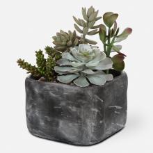 Uttermost 60173 - Uttermost Alverio Desert Garden Succulents